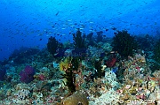 Tubastraea micrantha ambiance-Tomia Ali Reef -8m-20180526-Denis-ADER-DSC_0794_tn